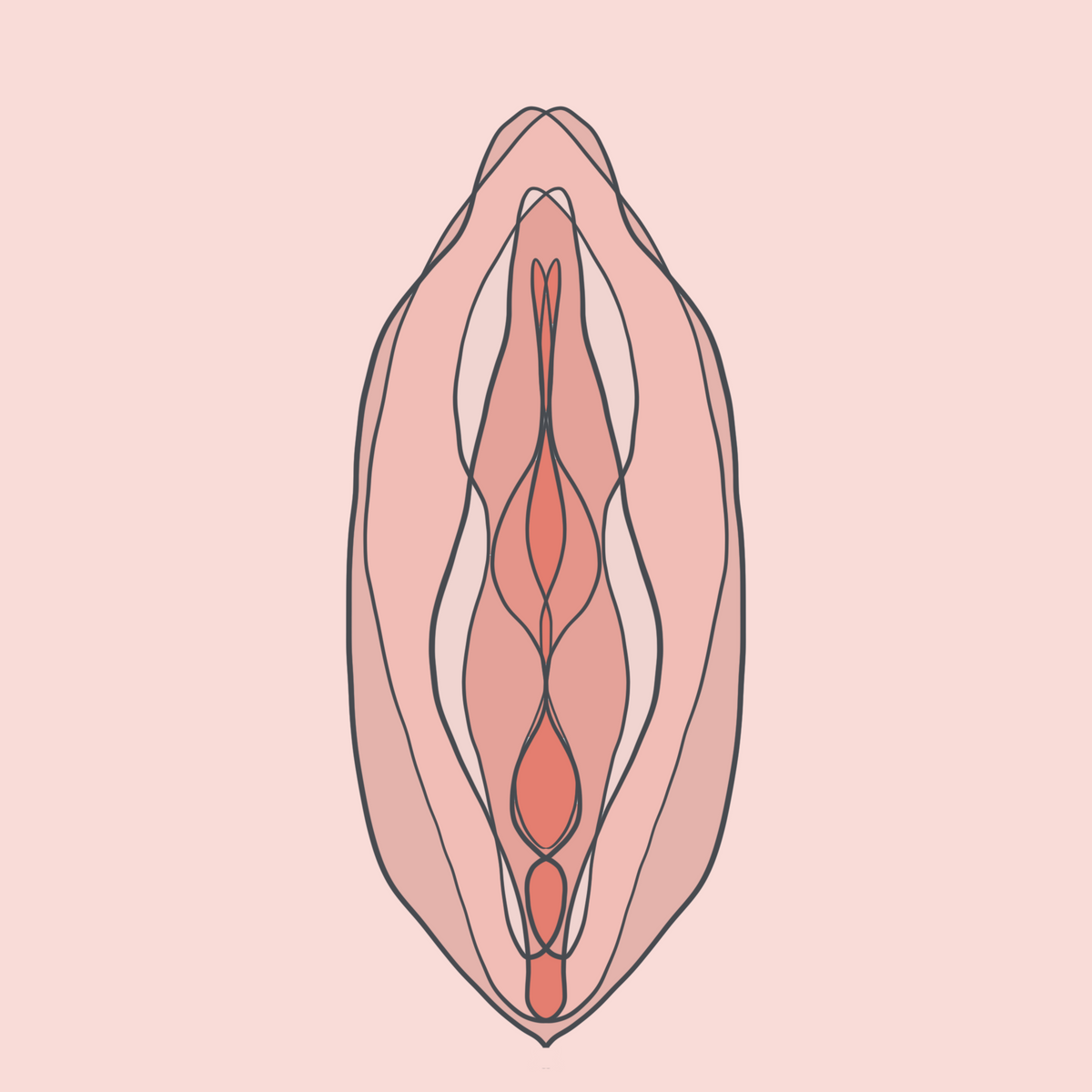 vulva